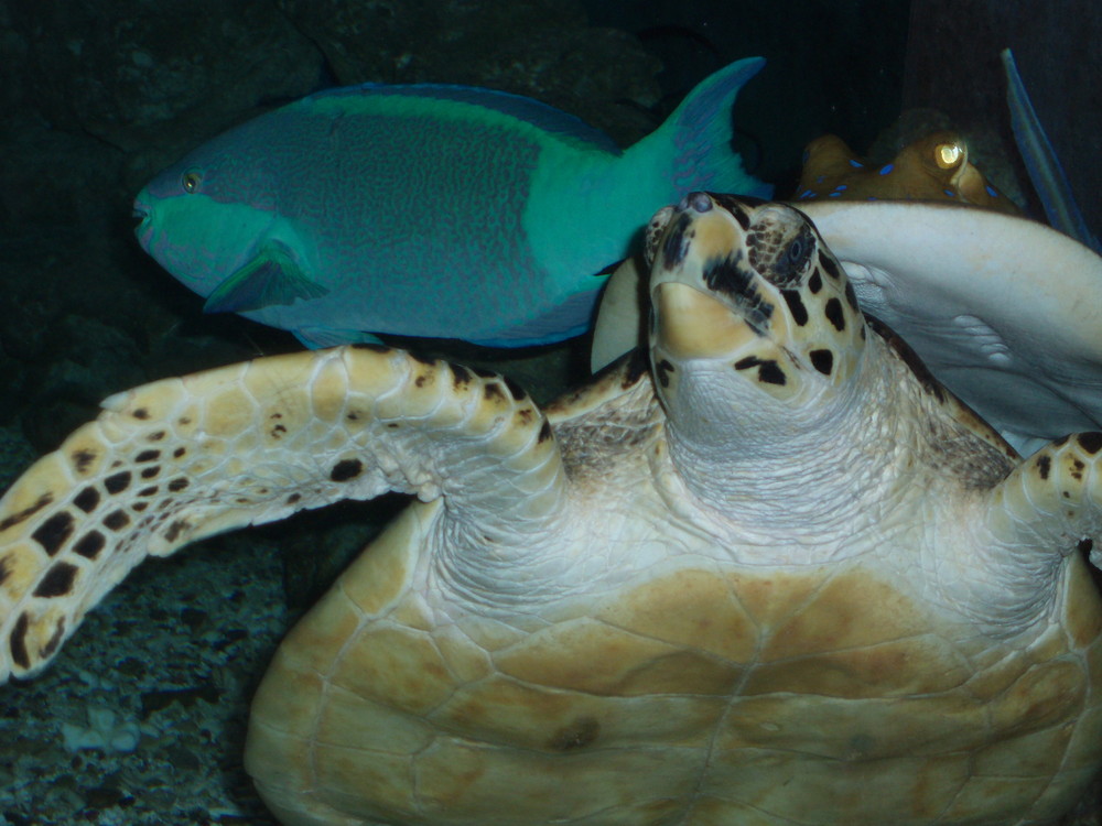 acquario da sogno