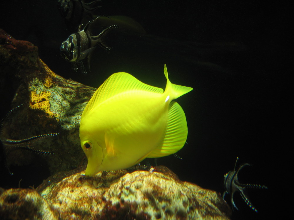 ACQUARIO DI GENOVA