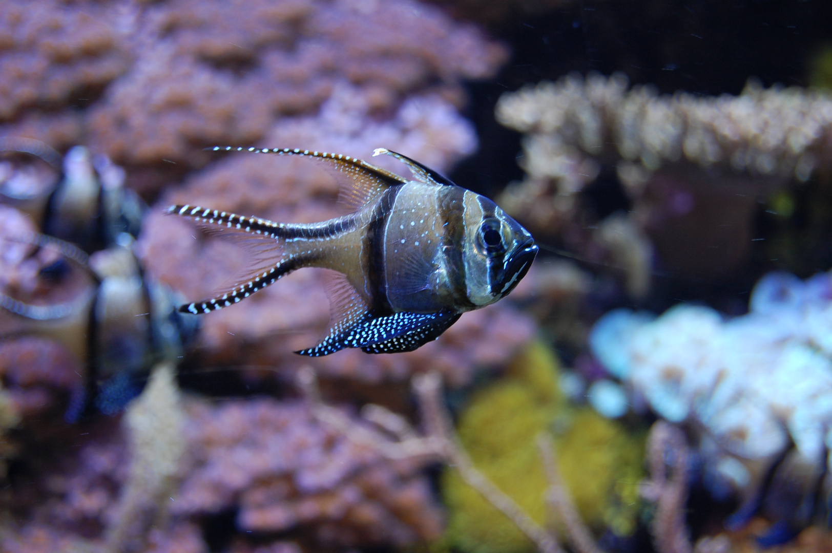 acquario di genova