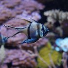 acquario di genova