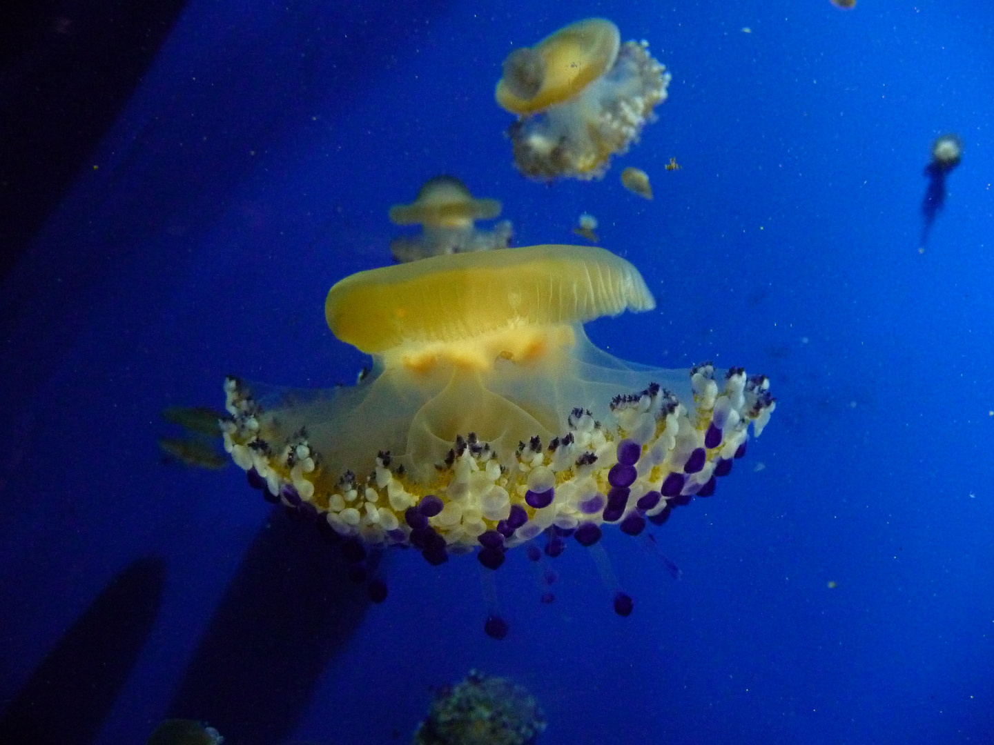 acquario di genova