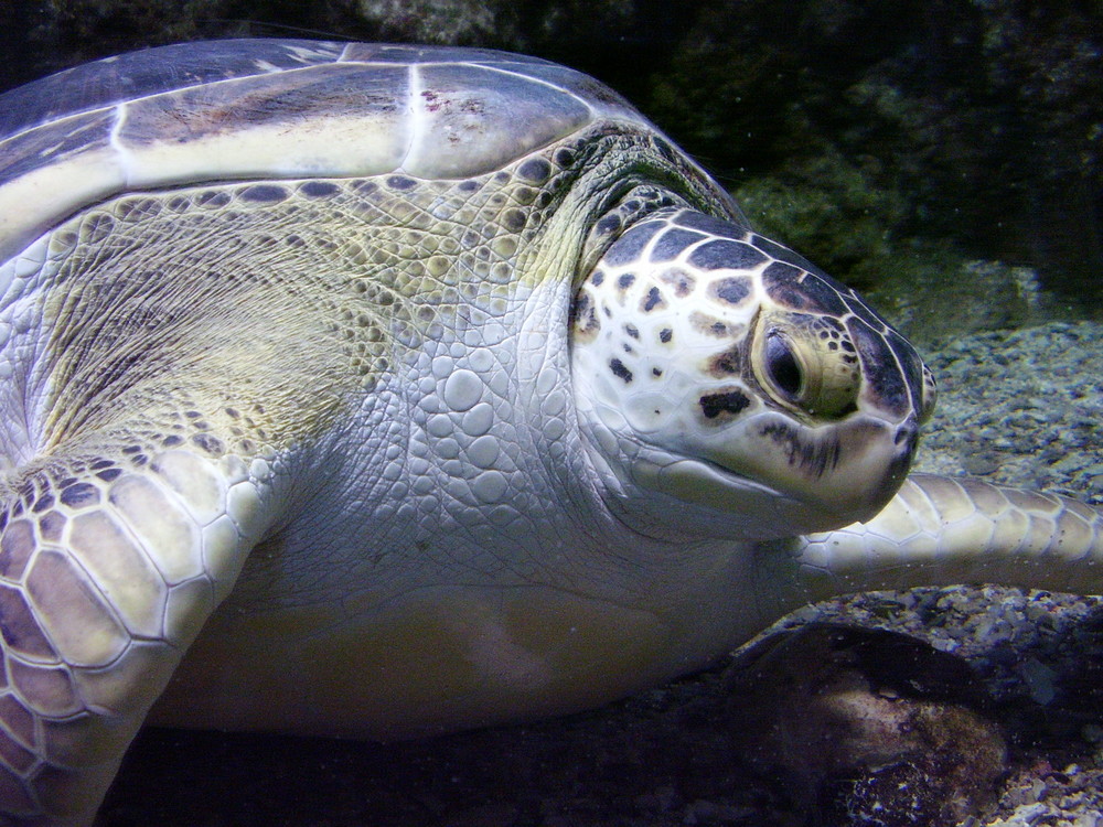 acquario di Genova