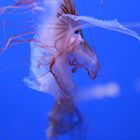 Acquario di Genova