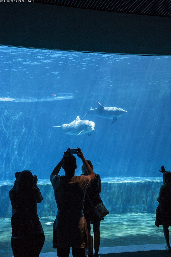 Acquario di Genova