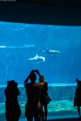 Acquario di Genova