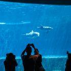 Acquario di Genova