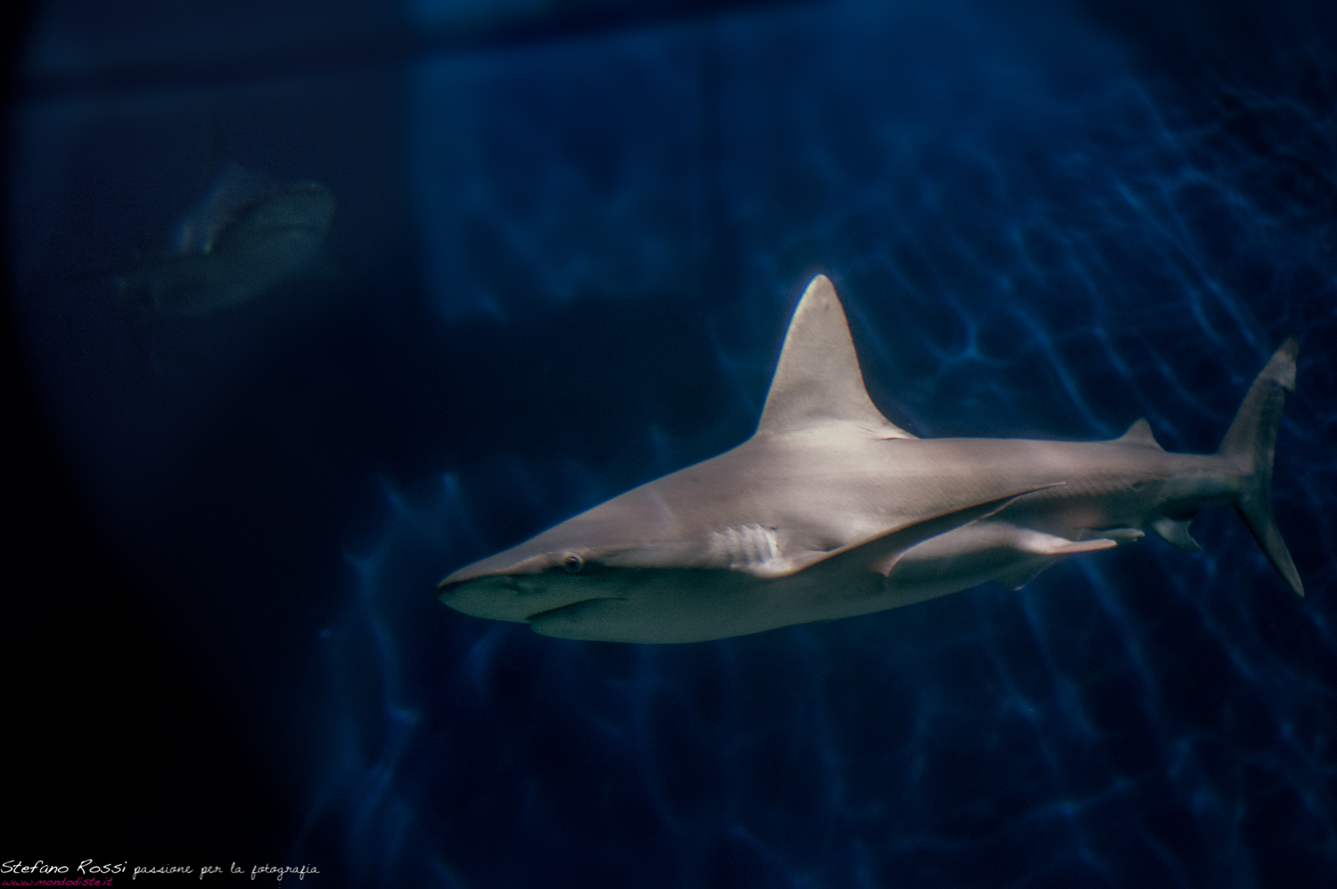 Acquario di Genova - Squali