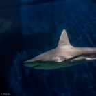 Acquario di Genova - Squali