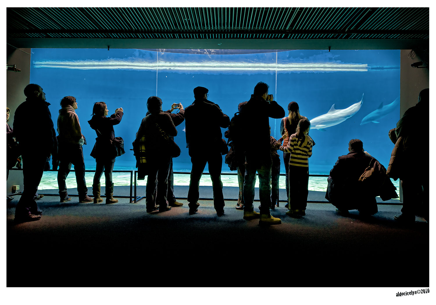 acquario (genova 2010)