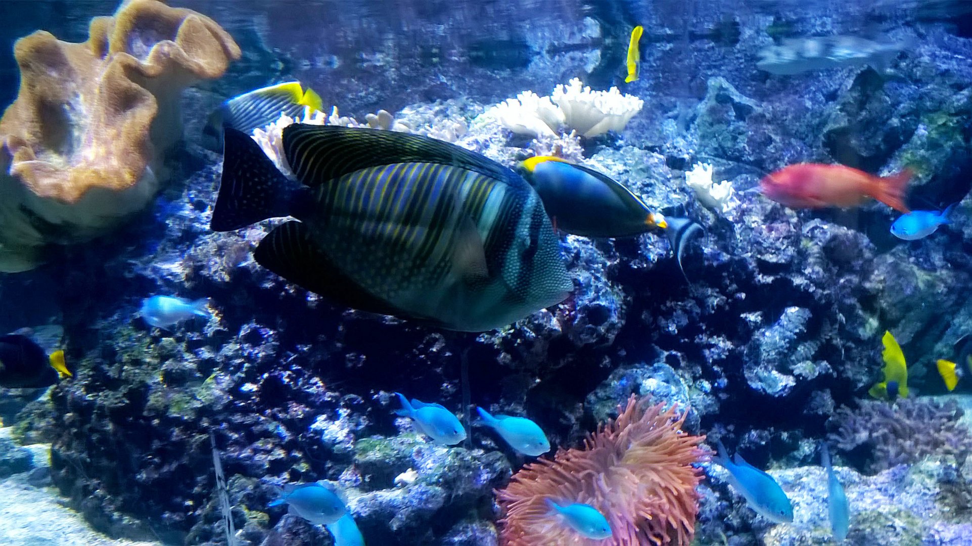 ACQUARIO O MALDIVE ?