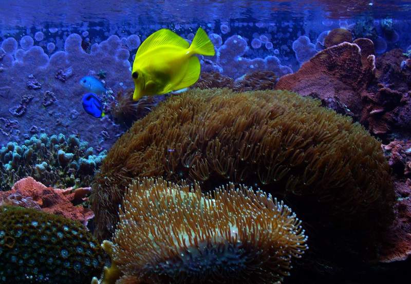 Acquario tropicale.