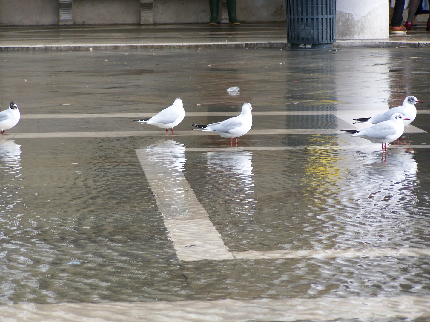 acqua&uccelli