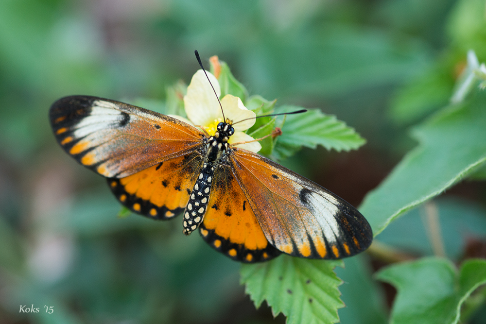 Acraea