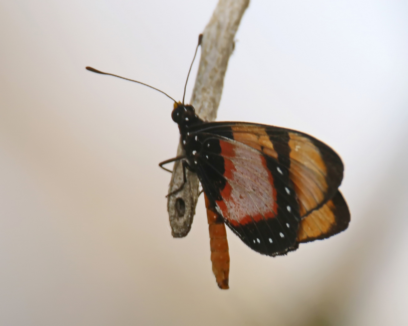 Acraea anemosa