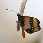 Acraea anemosa