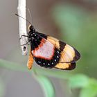 Acraea anemosa (Doku)