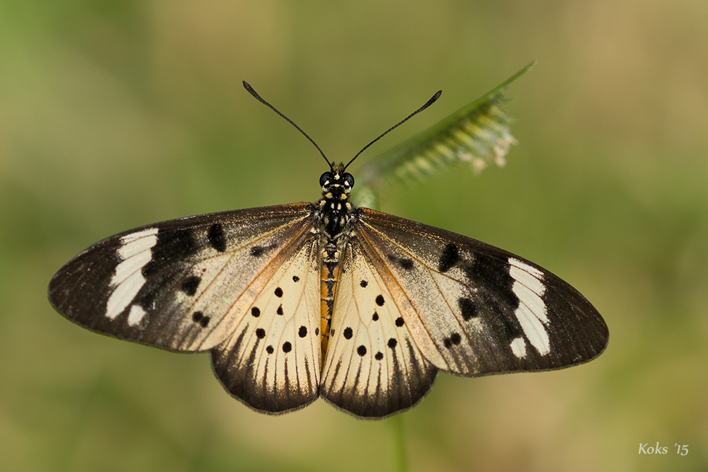 Acraea encedon