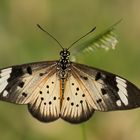 Acraea encedon