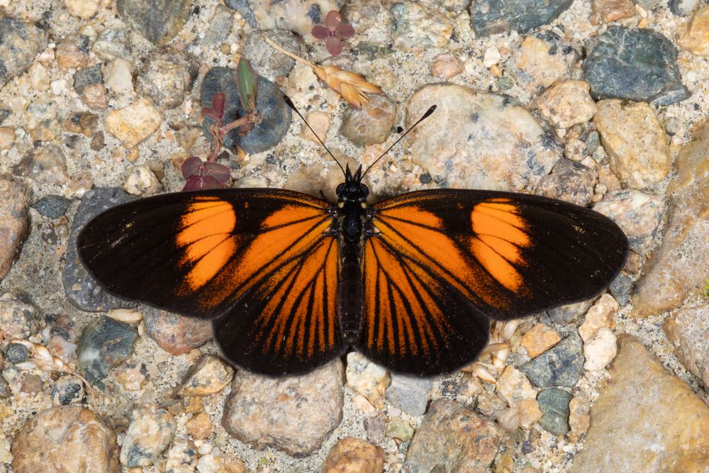 Acraea Mimic (Castilia perilla f. acraeina)