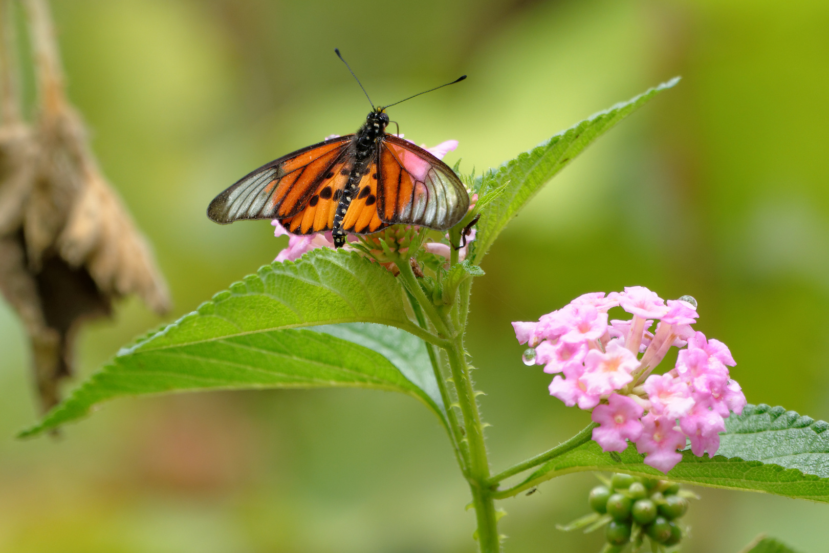 Acraea sambavae sambavae