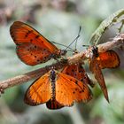 Acraea sp.