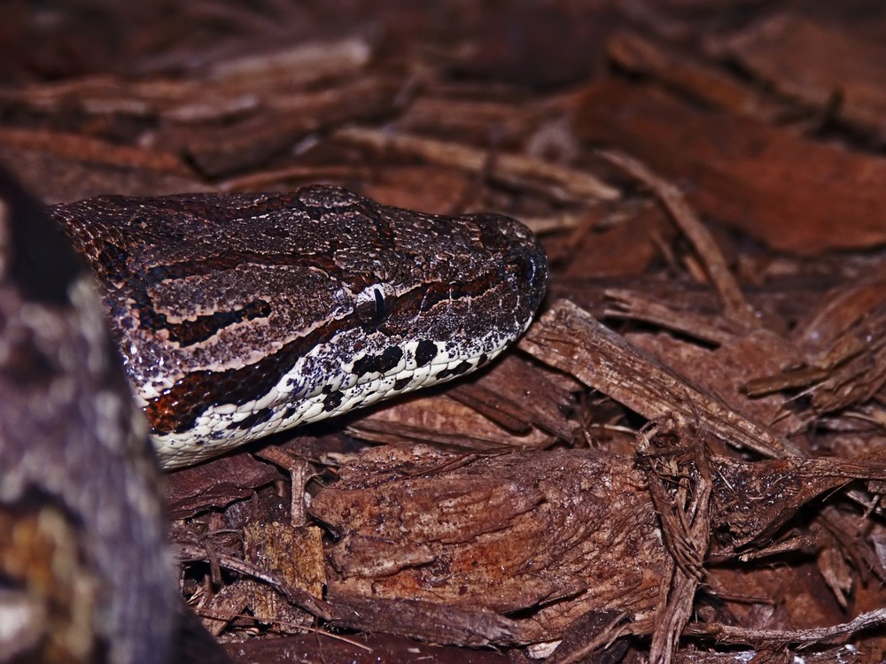 Acrantophis dumerili