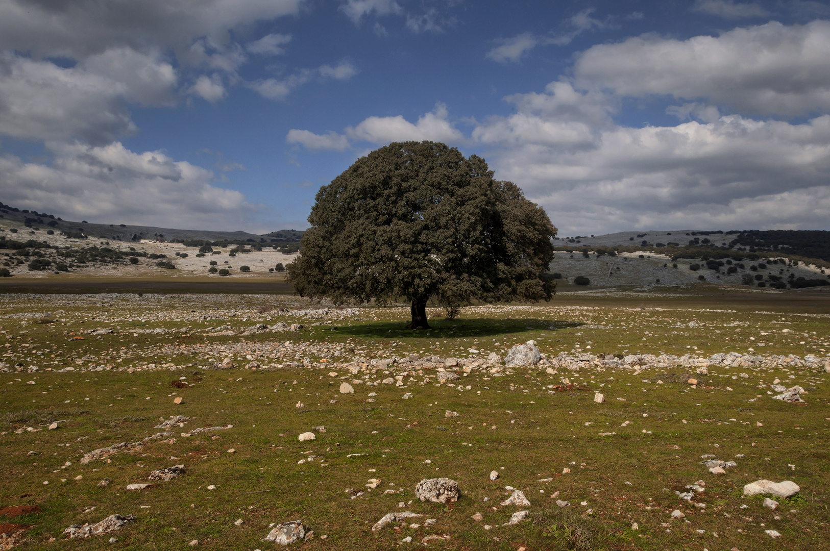 ACÉRCATE AL ÁRBOL