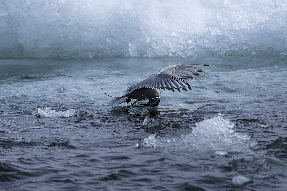 Acrctic Tern