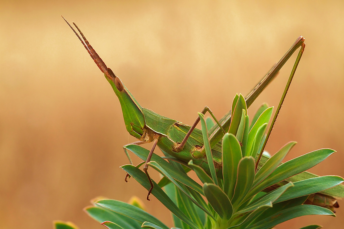 Acrida ungarica