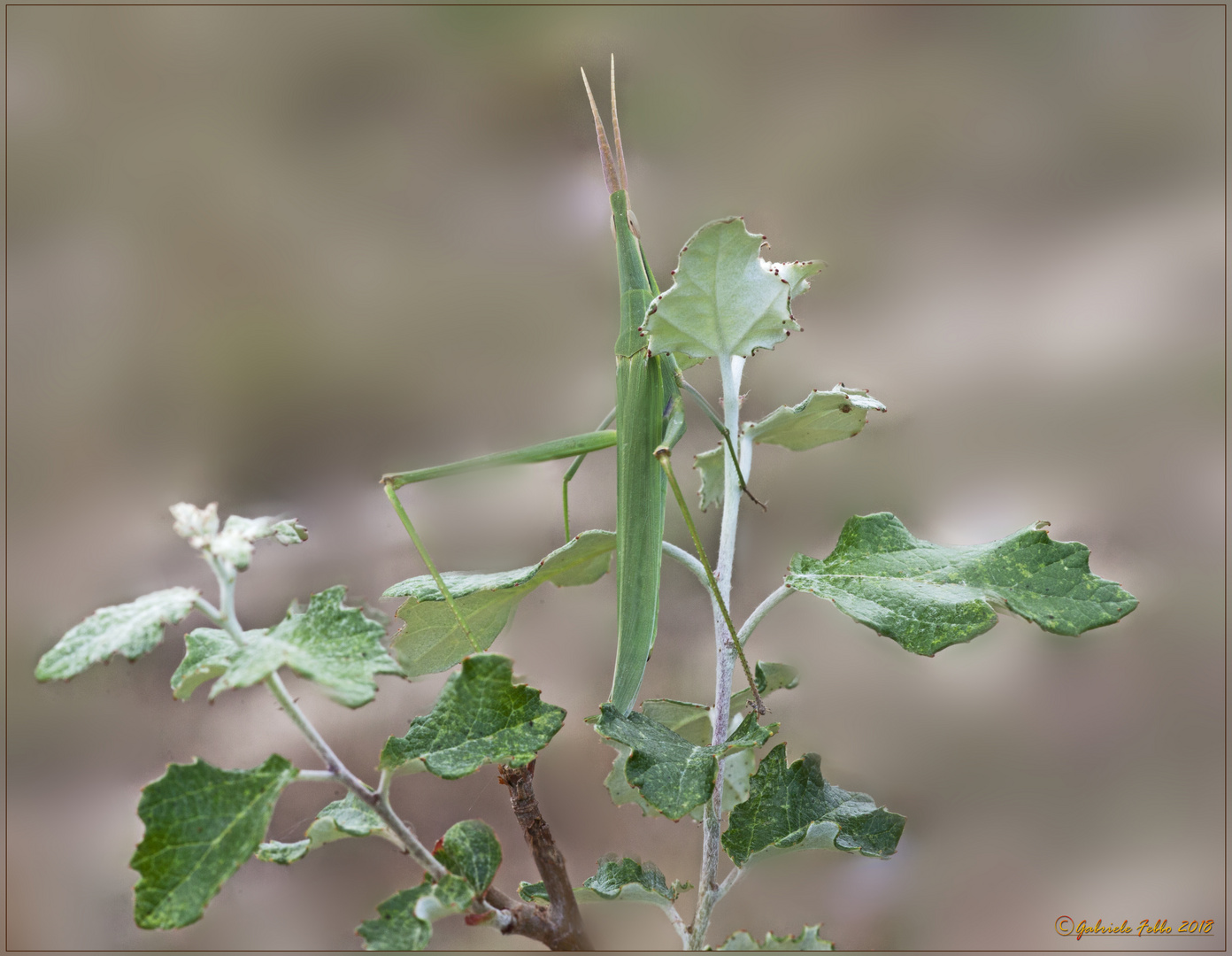 Acrida Ungarica (Herbst, 1786)