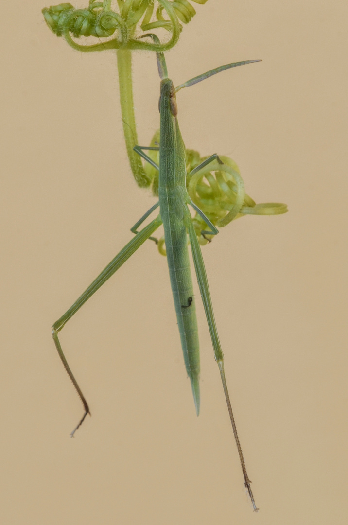 Acrida ungarica mediterranea 