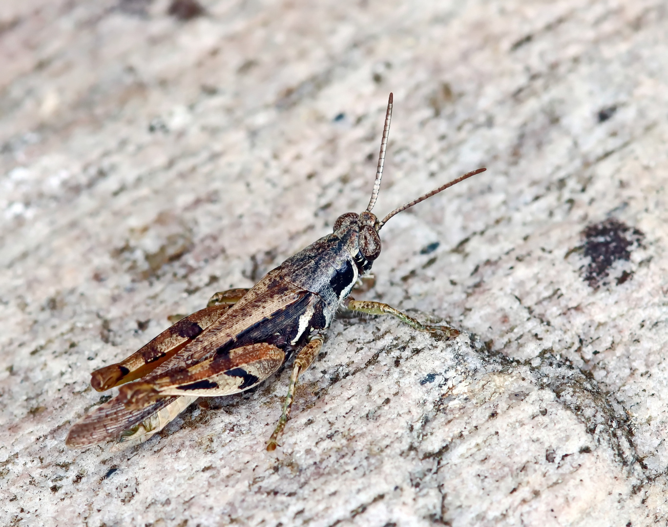 Acrididae