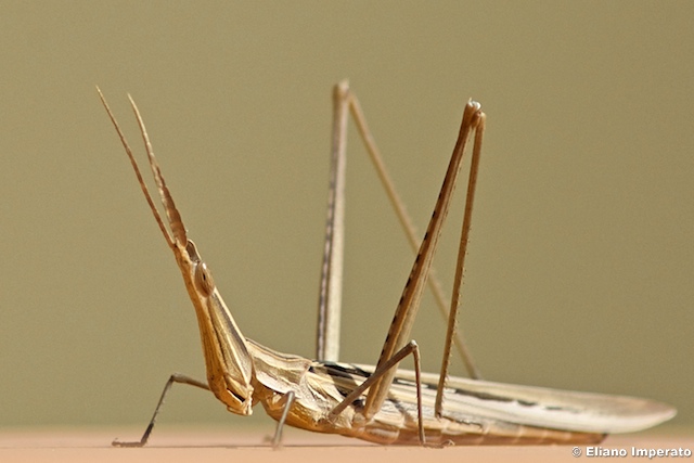 ACRIDIDAE - Acrida ungarica mediterranea