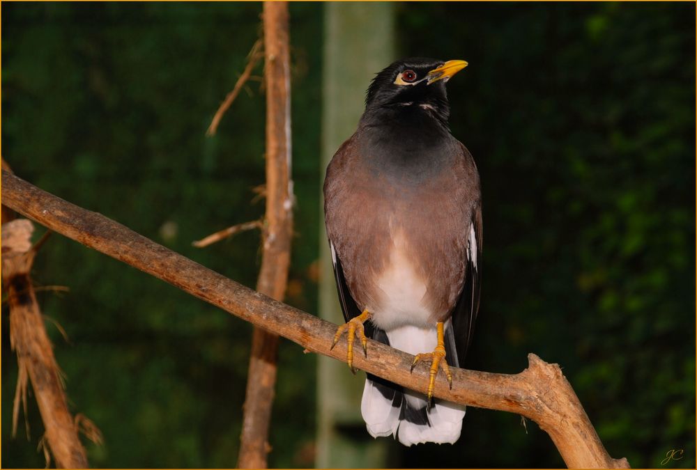 Acridotheres tristis