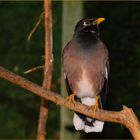 Acridotheres tristis