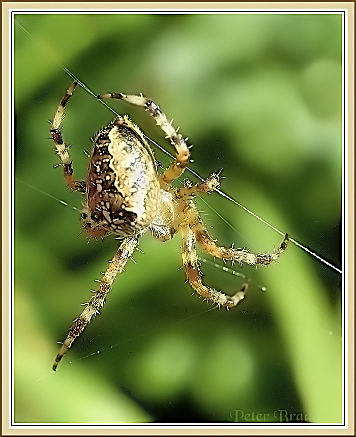 Acrobat on string