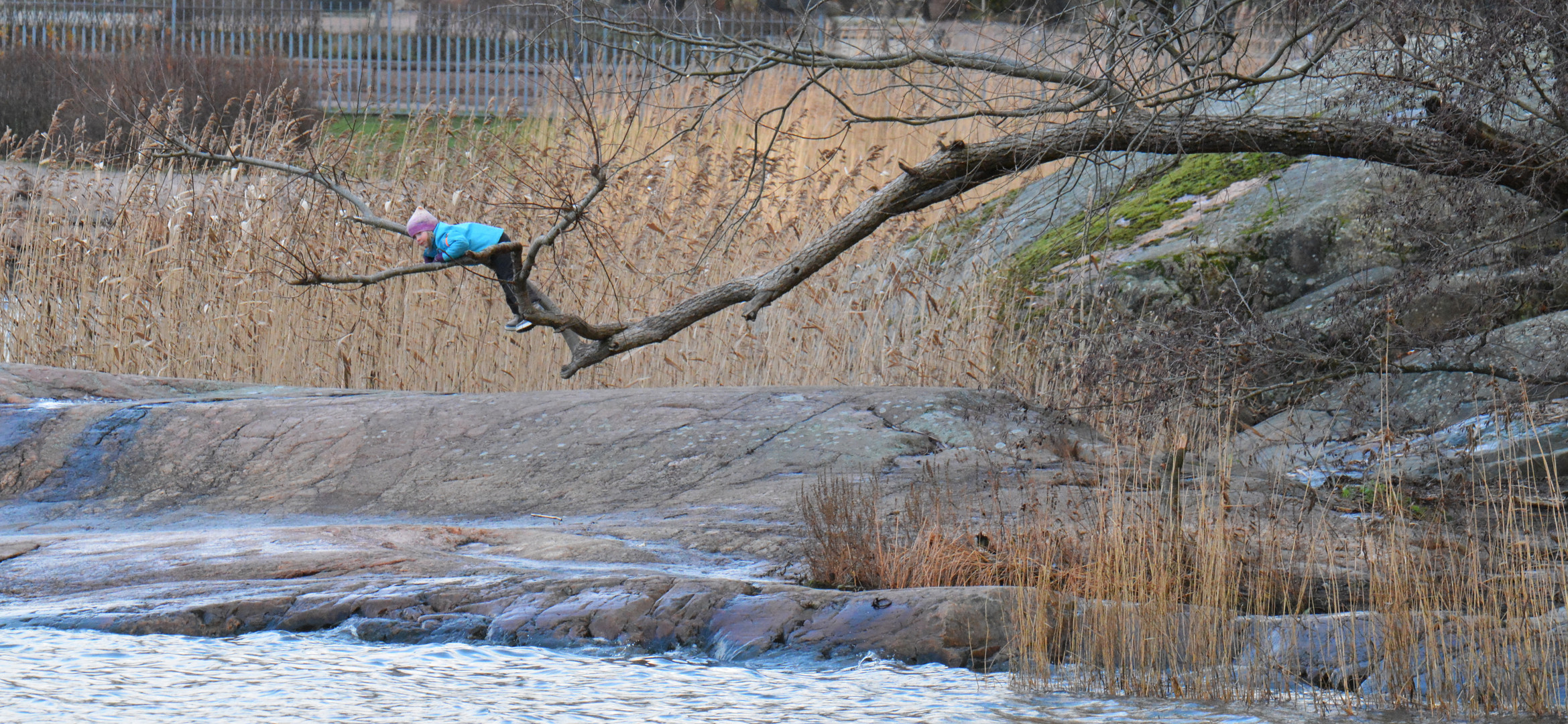 Acrobat, playing on tree