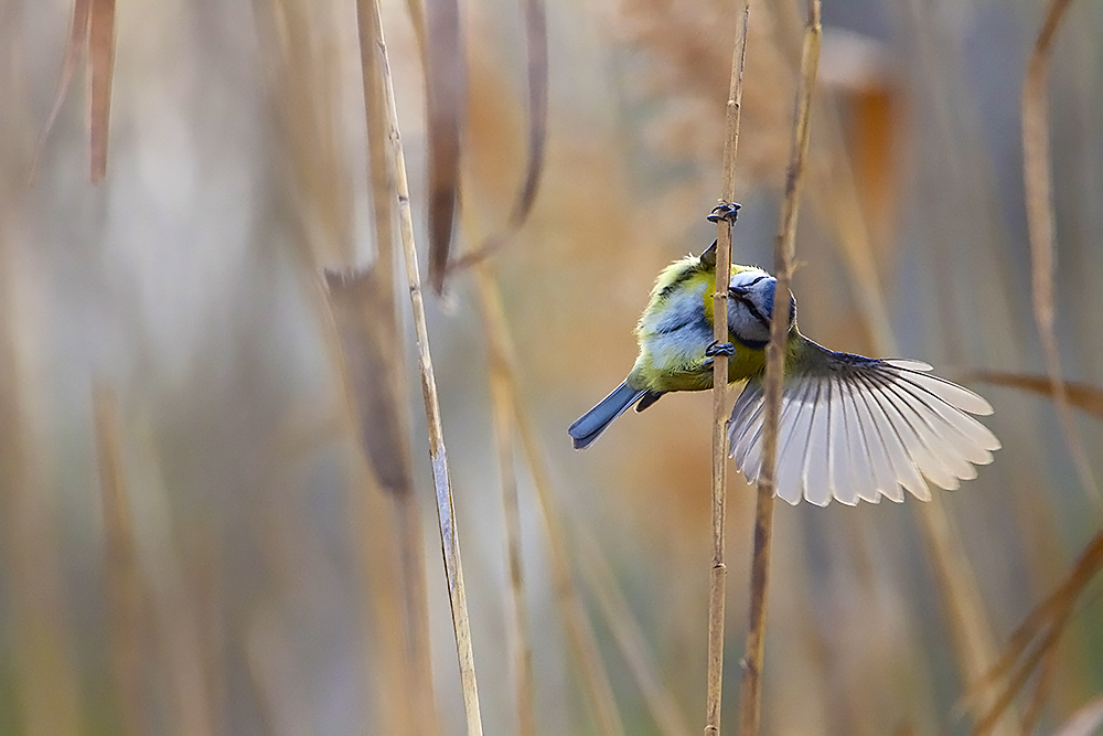 Acrobate à l'éventail