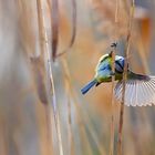 Acrobate à l'éventail