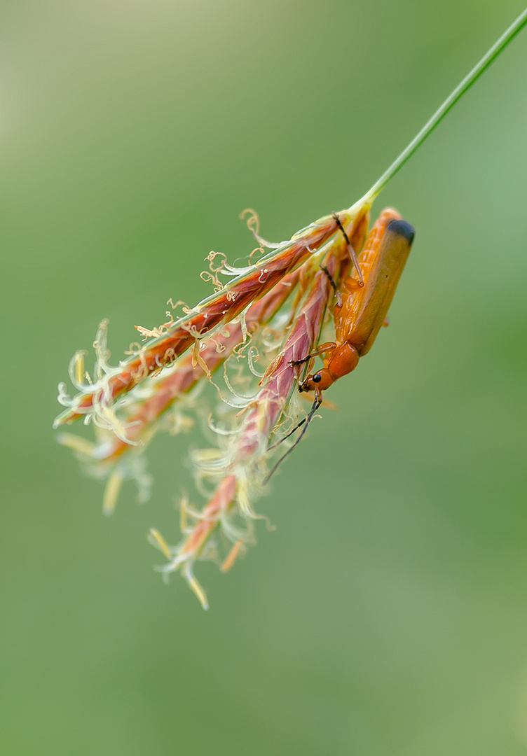 Acrobatic an der Blüte.