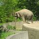 Acrobatic Elephant