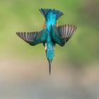 acrobatic kingfisher