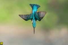 acrobatic kingfisher