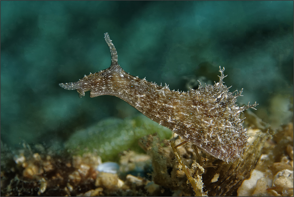 acrobatic nudi