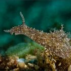 acrobatic nudi