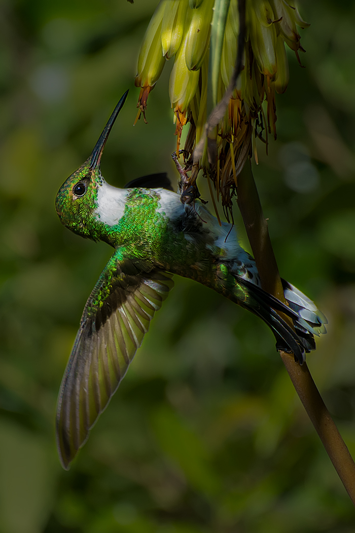 Acrobático estilo