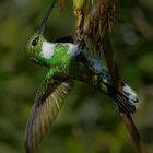 Acrobático estilo