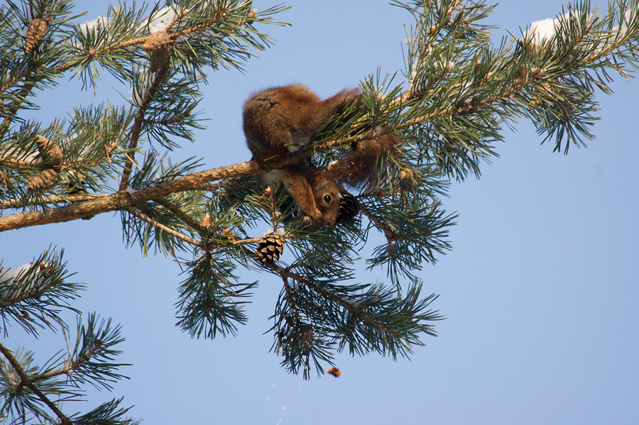 Acrobatics at high level