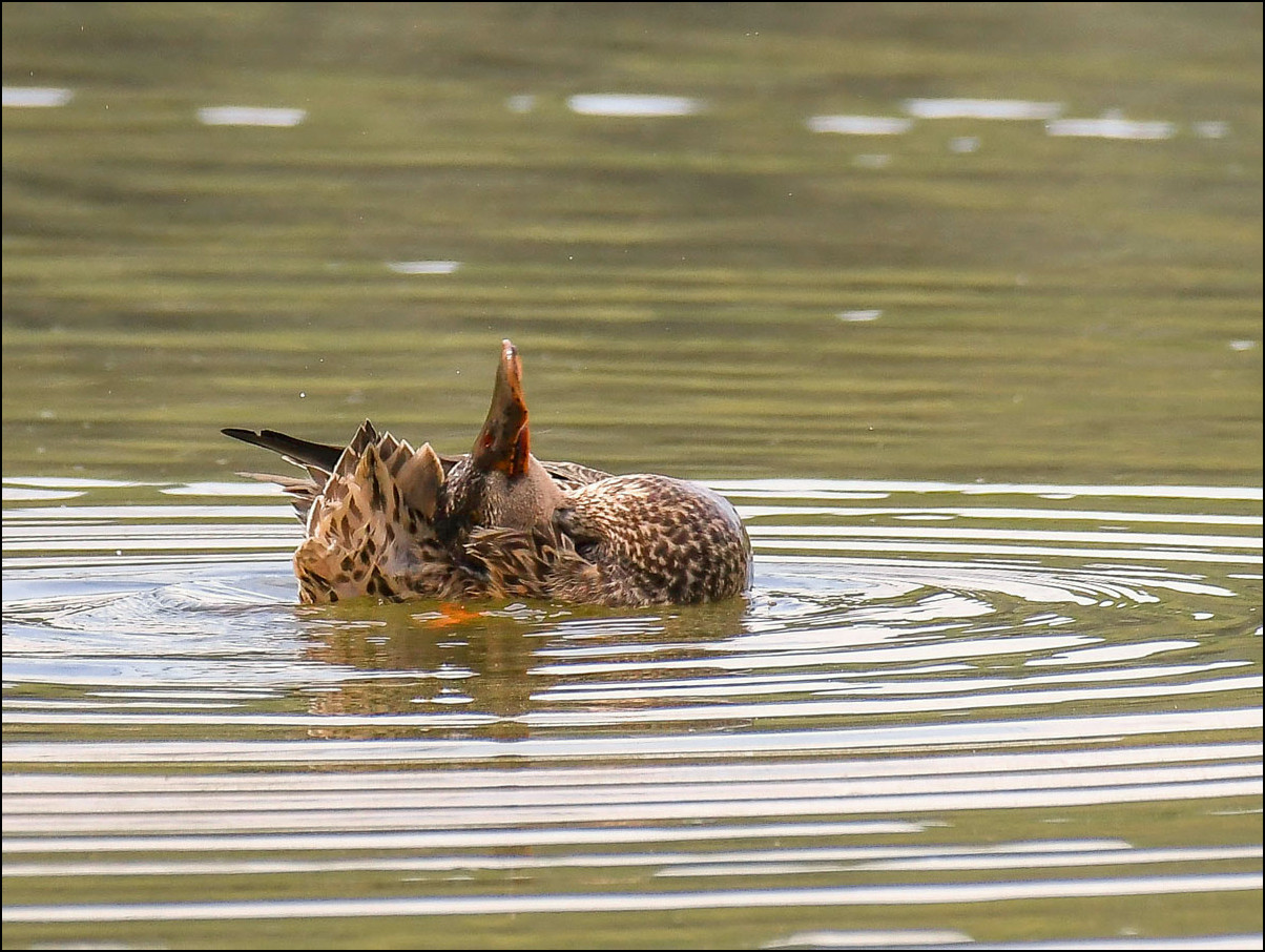 Acrobaties canard Souchet