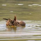 Acrobaties canard Souchet